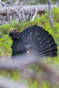 Western Capercaillie (Tetrao urogallus), adult male displaying Western Capercaillie (Tetrao urogallus), adult male displaying